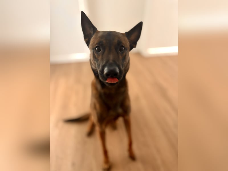 Belgischer Schäferhund Rüde (Malinois)