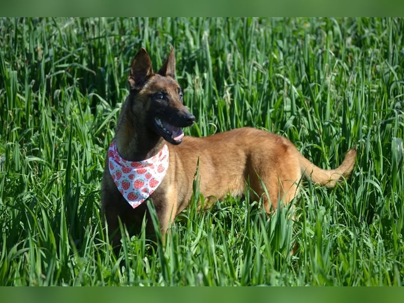 Shari - wunderschöne, aktive, freundliche Malinois-Hündin