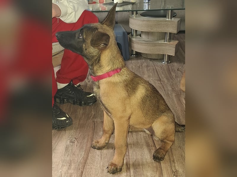 Malinois Hündin (06/2025) Malinois Hündin (06/2025)