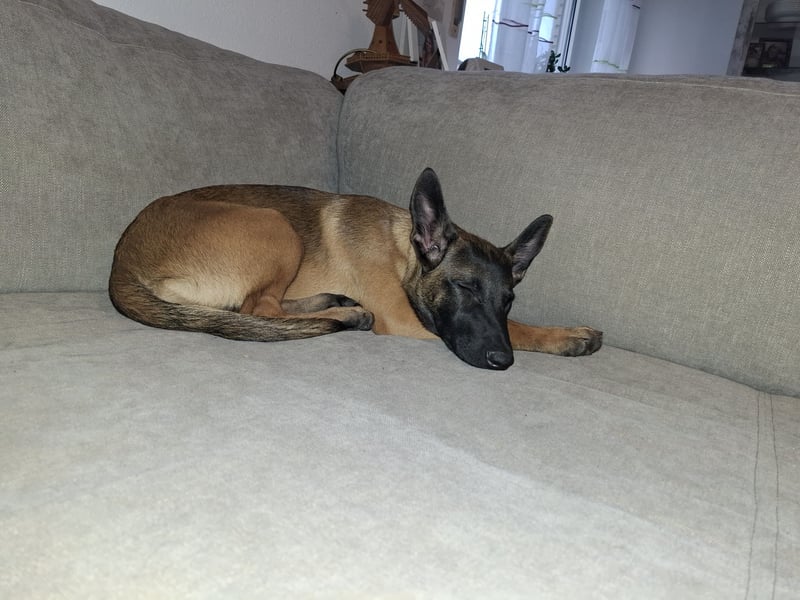 Malinois Hündin (06/2025) Malinois Hündin (06/2025)
