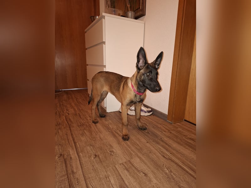 Malinois Hündin (06/2025) Malinois Hündin (06/2025)