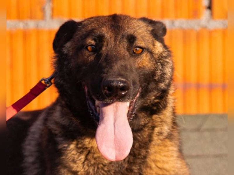 Belg. Schäferhündin Brita ❤️ sucht aktive Familie