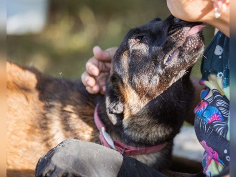 Belgischer Schäferhund ♥ Max ♥ verkuschelte Sportskanone Belgischer Schäferhund ♥ Max ♥ verkuschelte Sportskanone