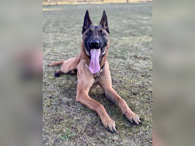 Malinois Rüden