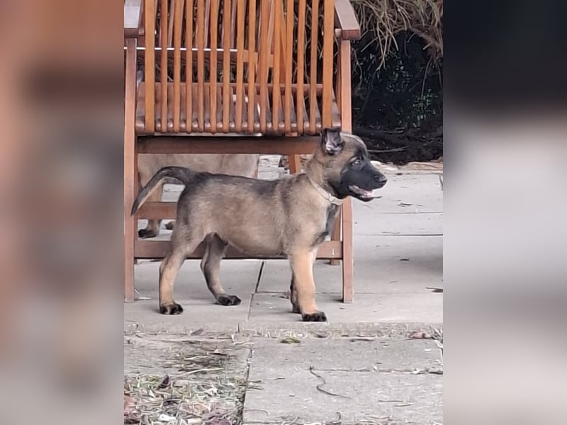 Malinois