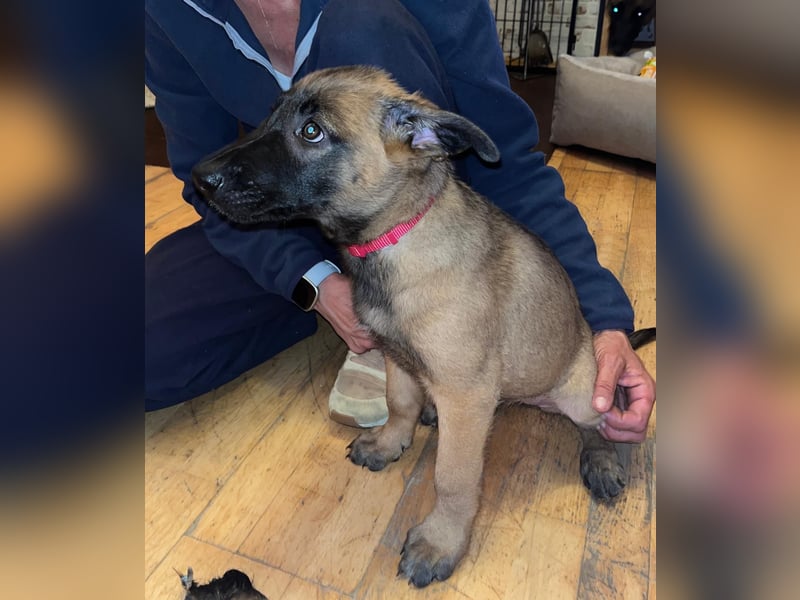 Malinois