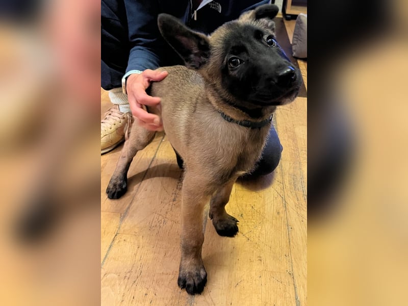Malinois