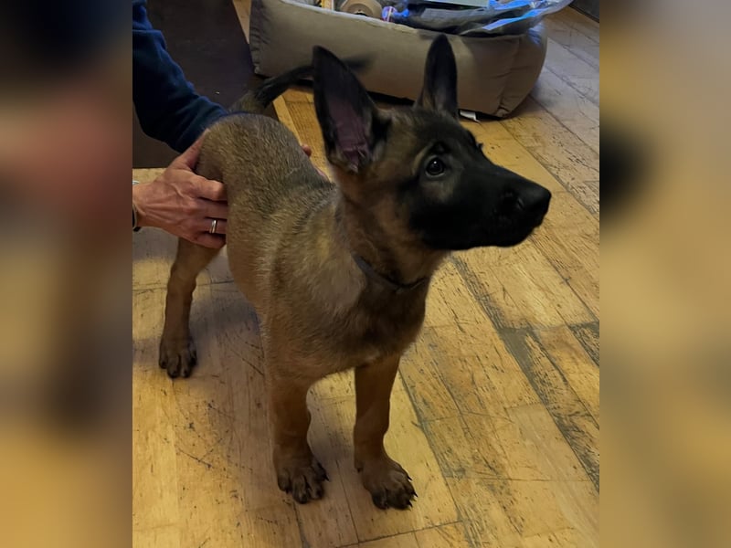 Malinois
