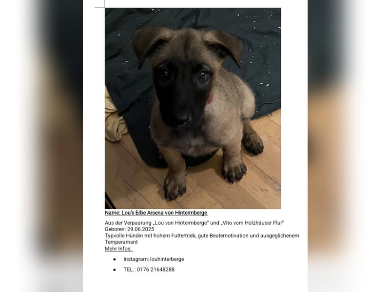 Malinois