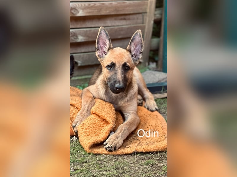 Malinois mix Welpen