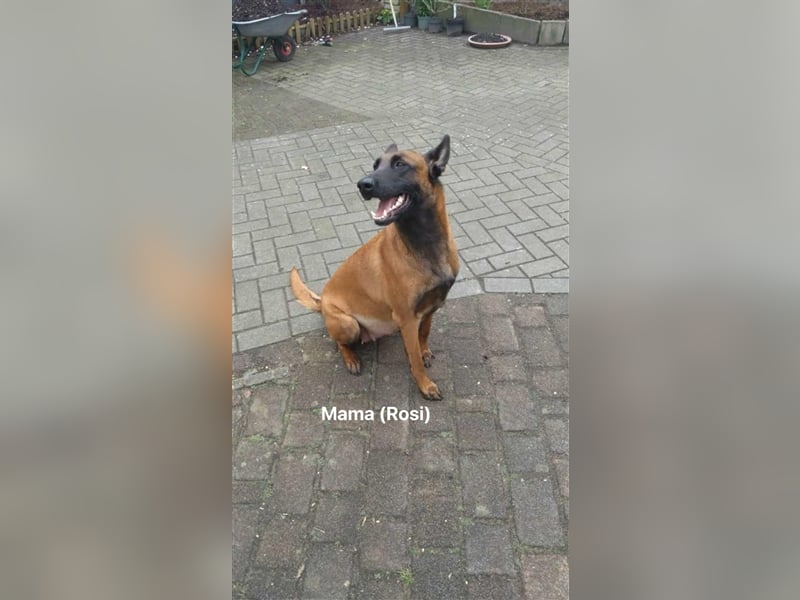 Malinois mix Welpen