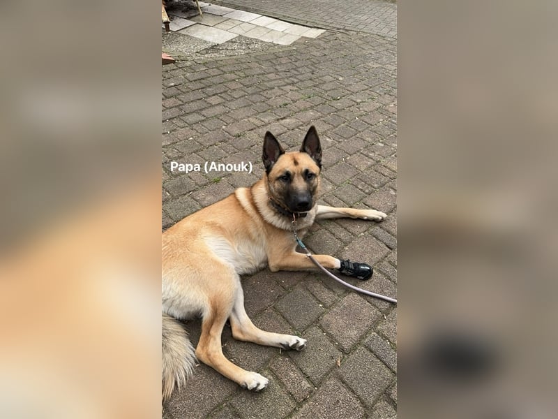 Malinois mix Welpen