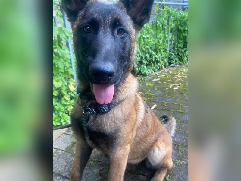 Malinois Welpen (Belgischer Schäferhund)