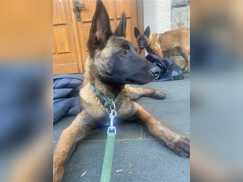 Malinois Welpen (Belgischer Schäferhund)