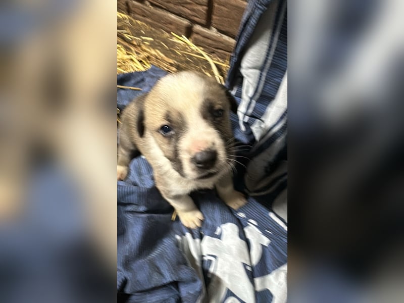 Schäferhund mix welpen suchen tolles Zuhause