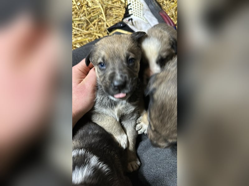 Schäferhund mix welpen suchen tolles Zuhause