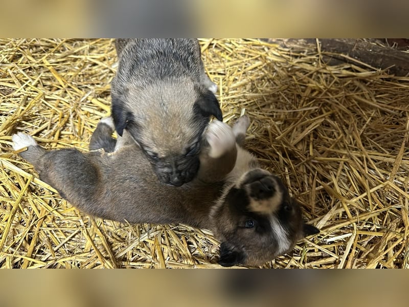 Schäferhund mix welpen suchen tolles Zuhause
