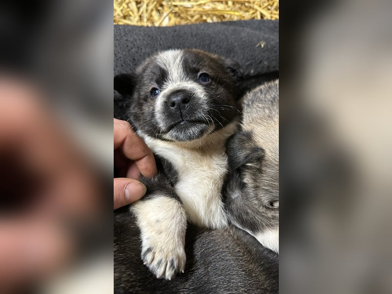 Schäferhund mix welpen suchen tolles Zuhause