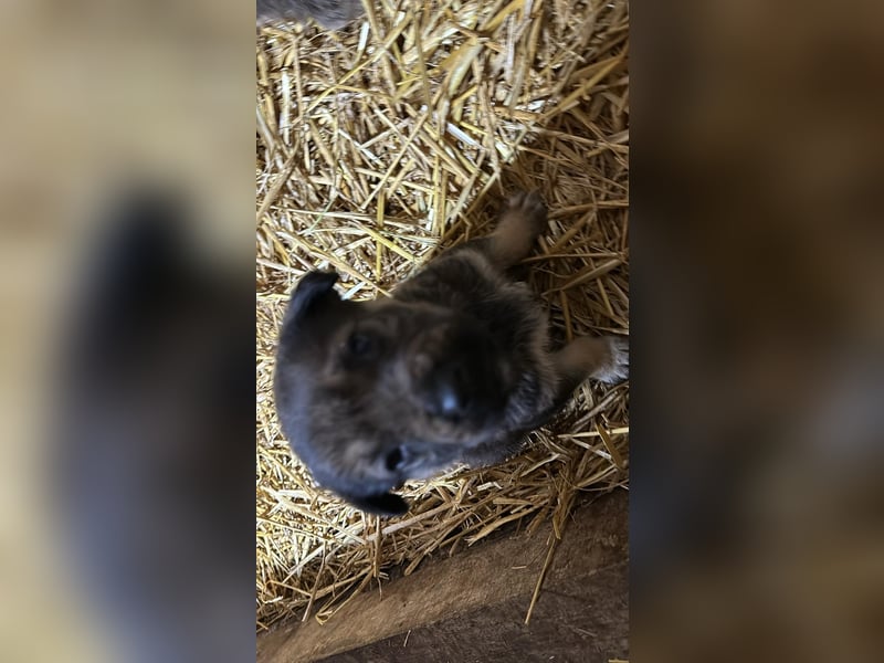 Schäferhund mix welpen suchen tolles Zuhause