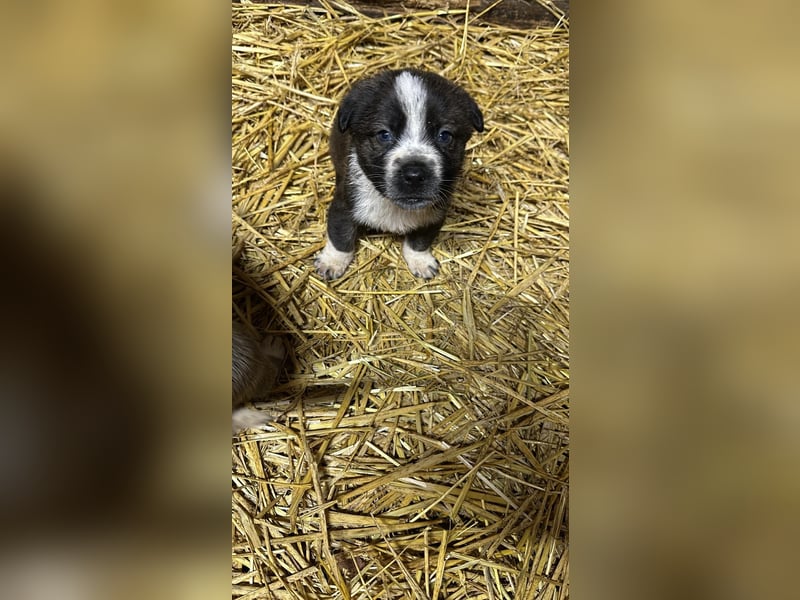 Schäferhund mix welpen suchen tolles Zuhause