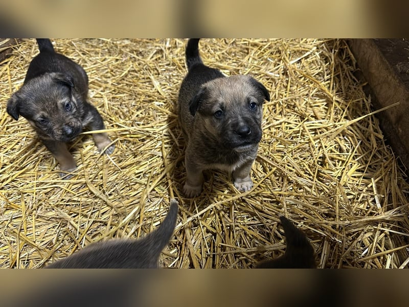 Schäferhund mix welpen suchen tolles Zuhause