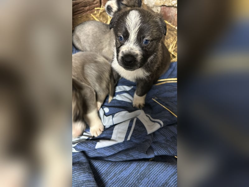 Schäferhund mix welpen suchen tolles Zuhause