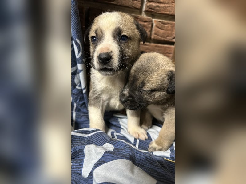 Schäferhund mix welpen suchen tolles Zuhause