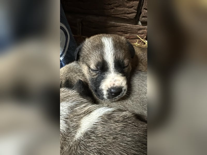 Schäferhund mix welpen suchen tolles Zuhause