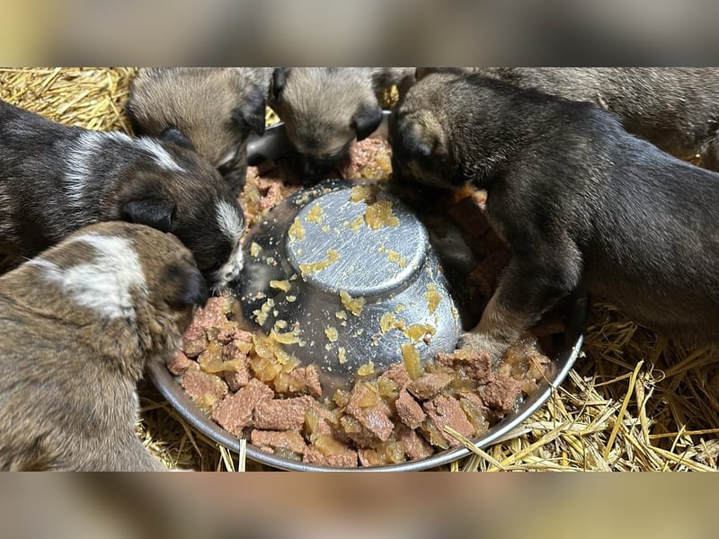 Schäferhund mix welpen suchen tolles Zuhause