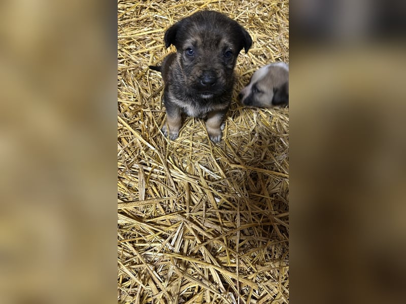Schäferhund mix welpen suchen tolles Zuhause