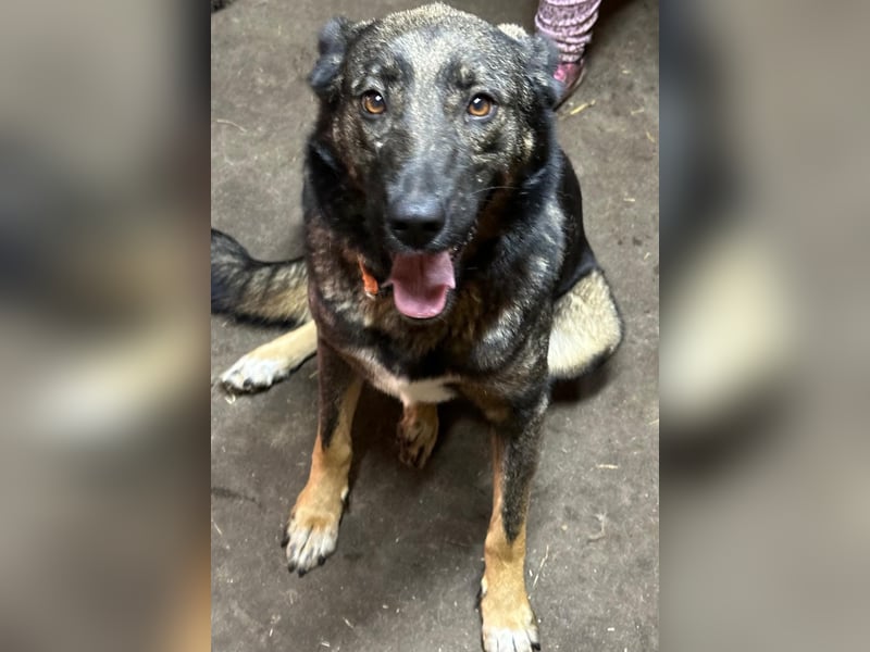 Schäferhund mix welpen suchen tolles Zuhause