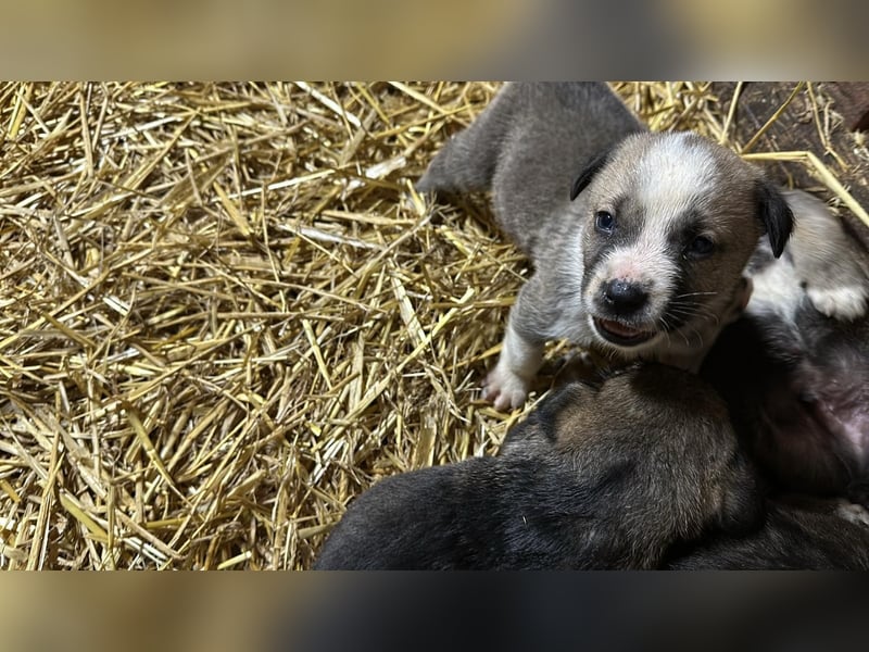 Schäferhund mix welpen suchen tolles Zuhause