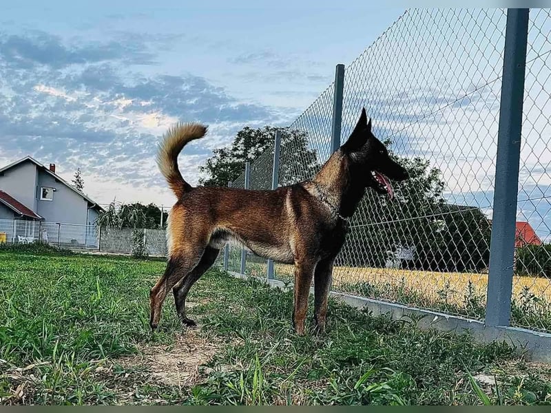 Belgian ovčar