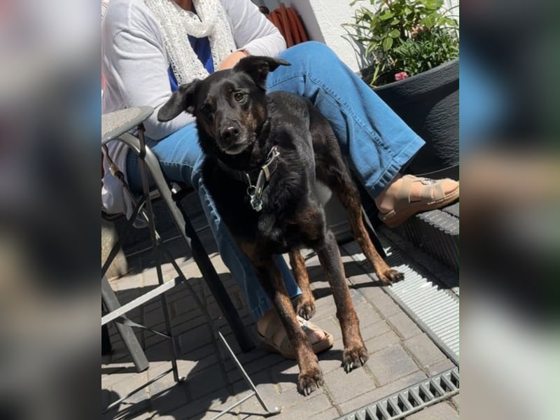Paul sucht ein neues Zuhause