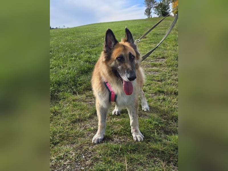 Griff sucht ein liebevolles