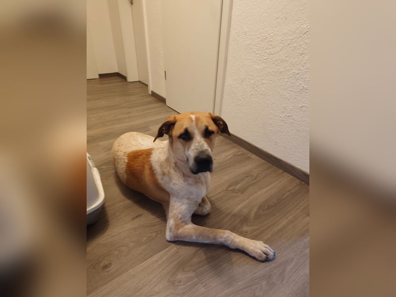 Mailo sucht ein liebevolles, erfahrenes Zuhause