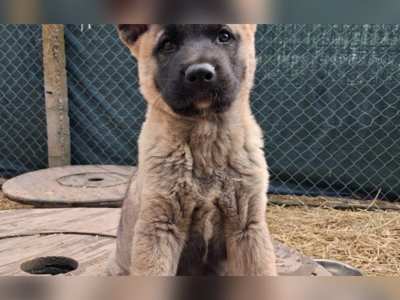 Schäferhund Mix Orlando