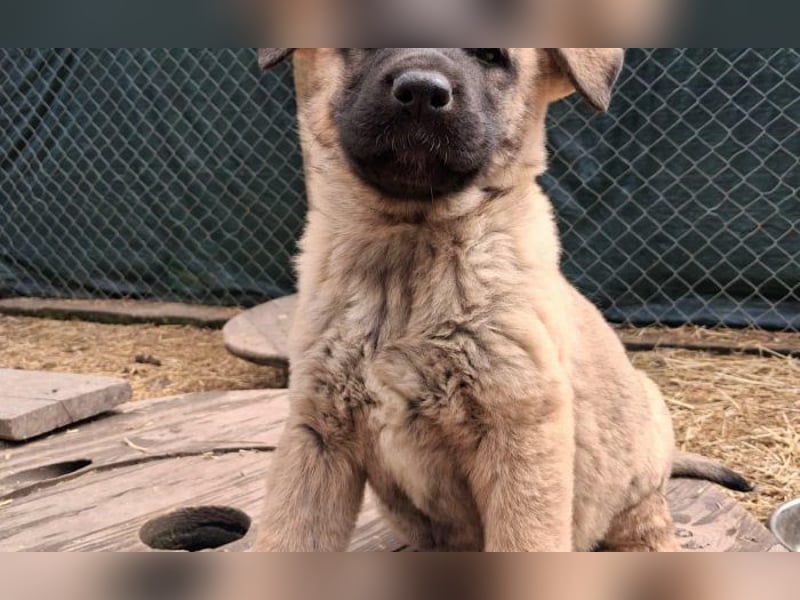 Schäferhund Mix Olana
