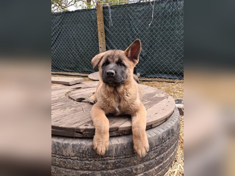 Schäferhund Mix Odini