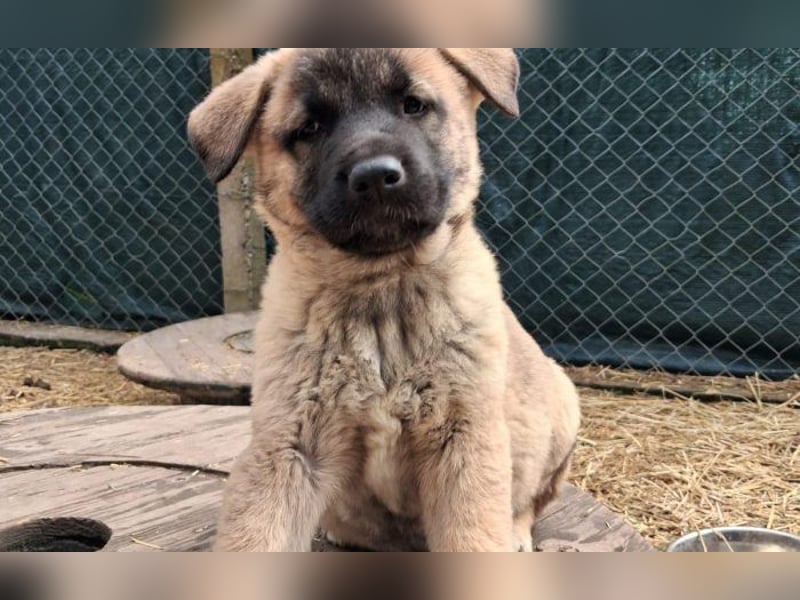 Schäferhund Mix Olana