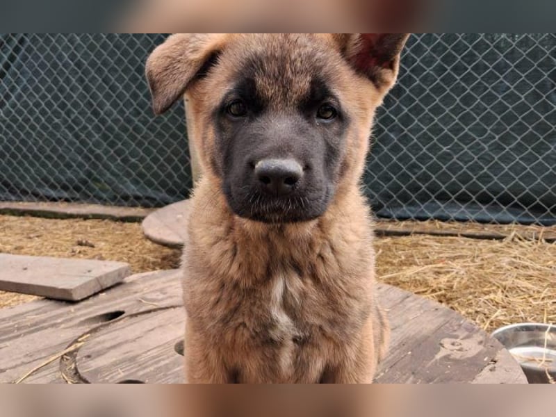 Schäferhund Mix Odini