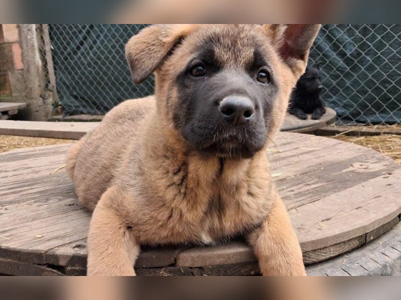Schäferhund Mix Odini