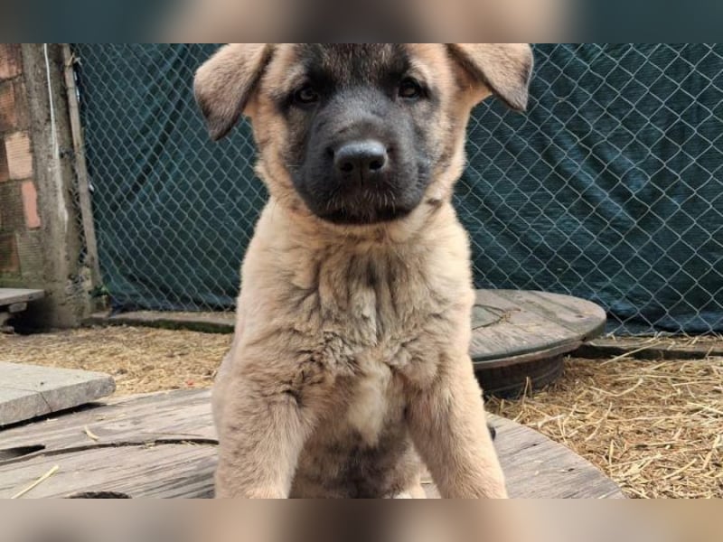 Schäferhund Mix Olana