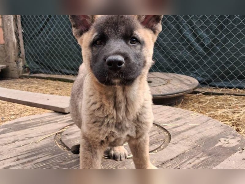 Schäferhund Mix Orlando