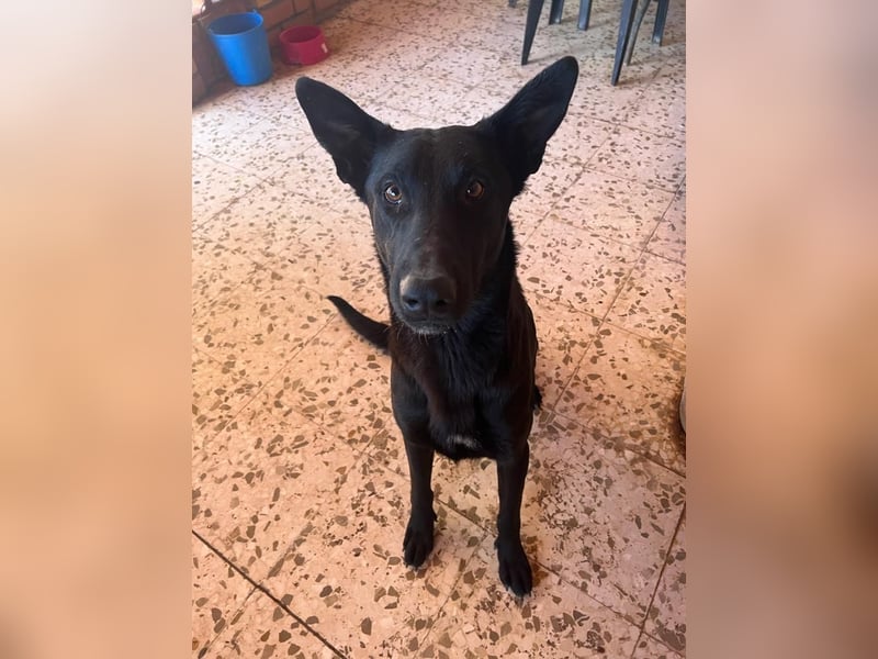 Elwood
