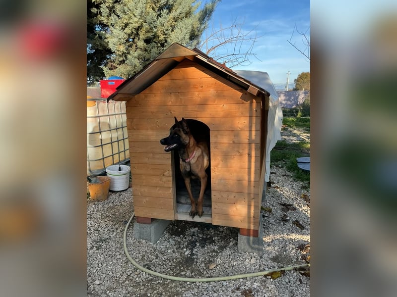 Malinoishündin Daisy