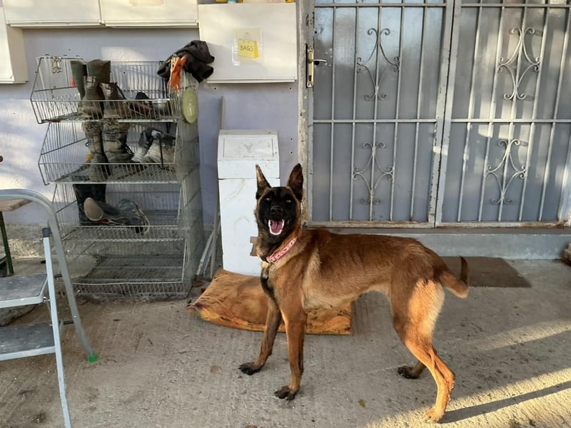 Malinoishündin Daisy