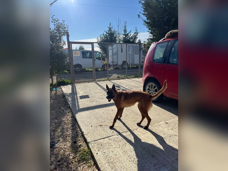 Malinoishündin Daisy