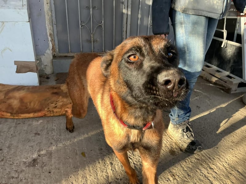 Malinoishündin Daisy