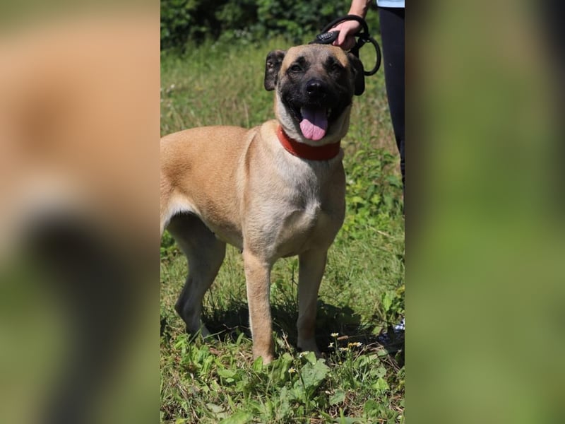 LUNA - die kluge, lernwillige und aufgeschlossene Hündin sucht ein tolles Für-Immer Zuhause